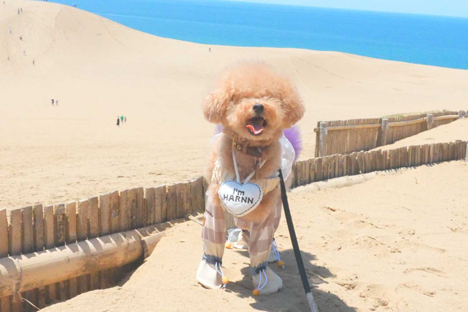Tottori Sand dunes