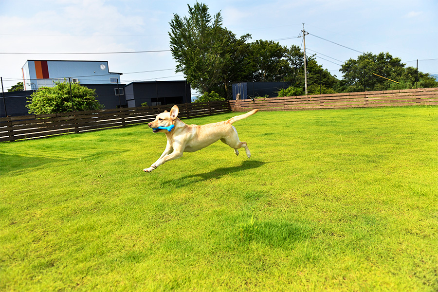 Pet friendly guest rooms